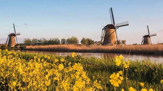 Windmills in Kinderdijk surrounded by yellow flowers, Netherlands